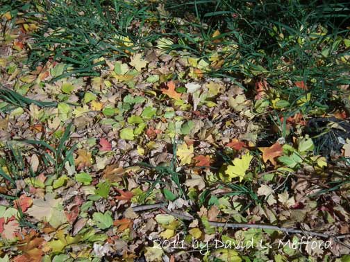 Colored Leaves